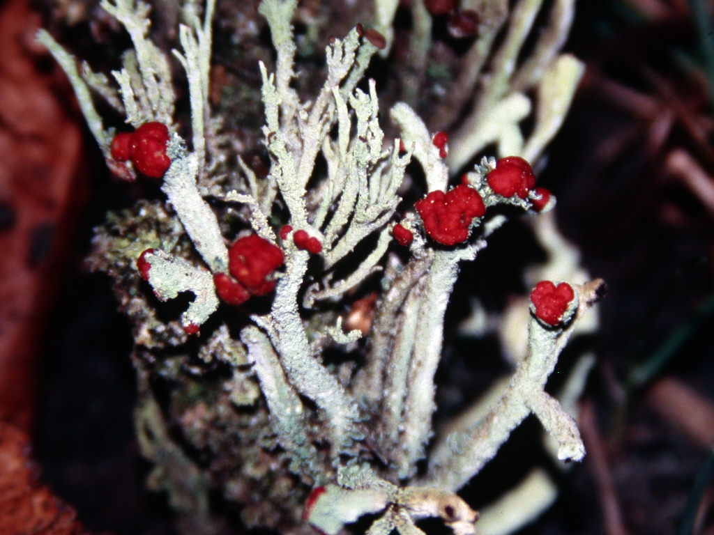 Strani ...ma bellissimi